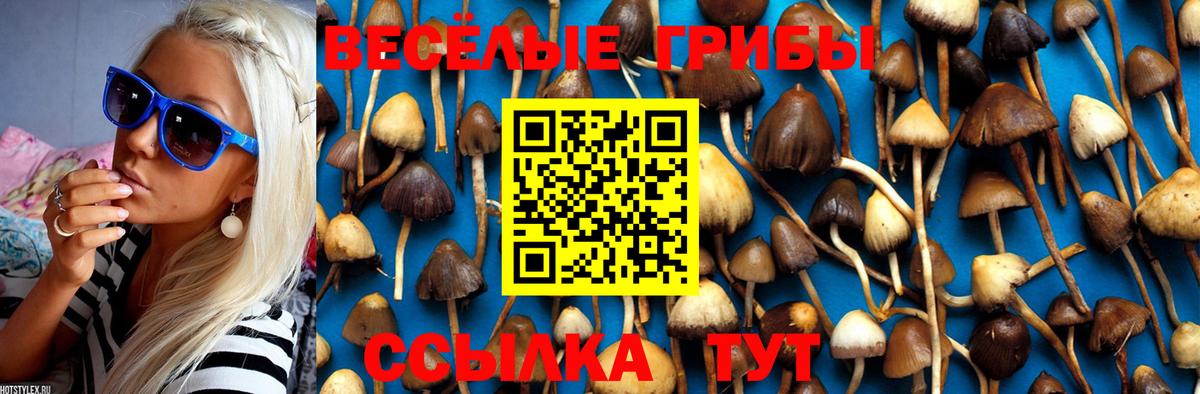 Галлюциногенные грибы Cubensis  Вход с VPN  Бердск 